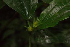 Malvaviscus palmanus