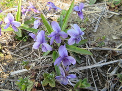 Viola mandshurica