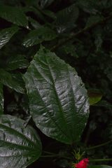 Malvaviscus palmanus