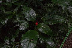 Malvaviscus palmanus