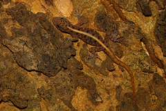 Cnemaspis mysoriensis