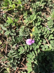 Tephrosia cinerea