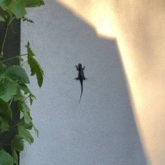 Sceloporus occidentalis