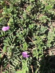 Tephrosia cinerea