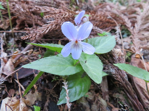 Viola bissetii iNat (2)