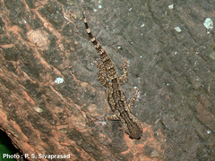 Hemidactylus leschenaultii