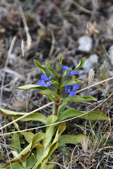 Gentiana cruciata cruciata