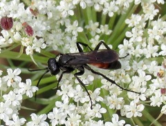 Arachnospila minutula