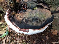 Ganoderma adspersum