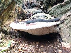 Ganoderma adspersum