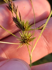 Rhynchospora inexpansa