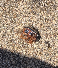 Leptinotarsa tlascalana