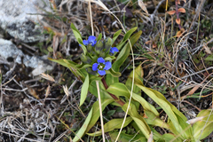 Gentiana cruciata cruciata
