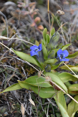 Gentiana cruciata cruciata
