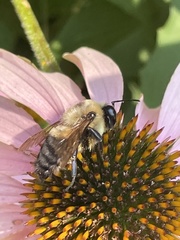 Bombus griseocollis