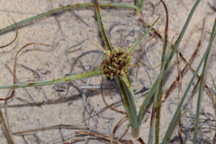 Cyperus capitatus