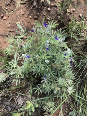 Lupinus kingii