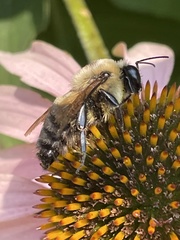 Bombus griseocollis