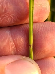 Rhynchospora inexpansa