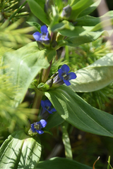 Gentiana cruciata cruciata