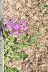 Centaurea polyacantha