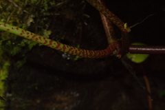 Peperomia hernandiifolia