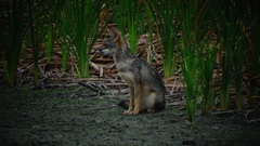 Lycalopex sechurae