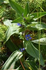 Gentiana cruciata cruciata