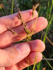 Rhynchospora inexpansa