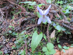 Viola bissetii