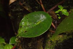 Peperomia hernandiifolia