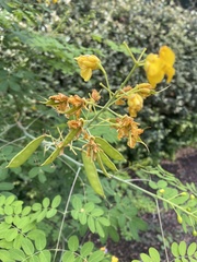 Erythrostemon mexicanus