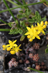 Sedum urvillei