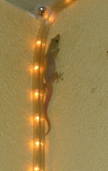 Image of Hemidactylus garnotii