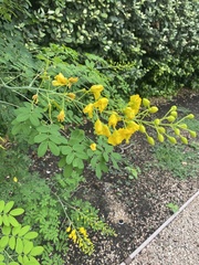 Erythrostemon mexicanus