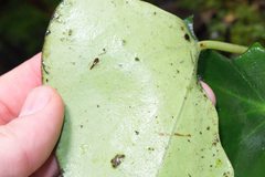 Peperomia hernandiifolia