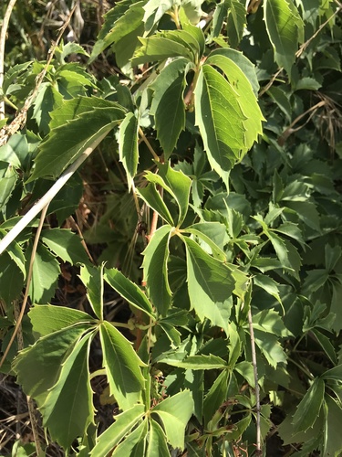 photo of Virginia Creeper (Parthenocissus quinquefolia)