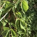 photo of Virginia Creeper (Parthenocissus quinquefolia)