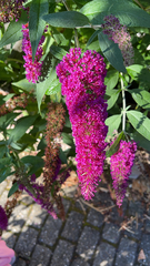 Buddleja davidii