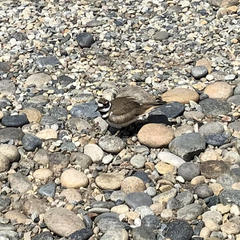 Charadrius vociferus