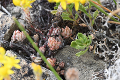 Sedum urvillei