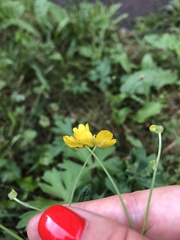 Ranunculus acris