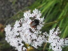 Bombus alpinus