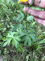 Ranunculus acris