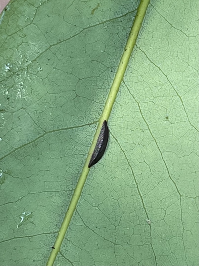 Prococcus