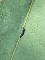 Prococcus acutissimus