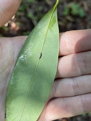 Prococcus acutissimus