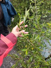 Salix daphnoides