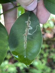 Eucosmophora sideroxylonella