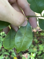 Eucosmophora sideroxylonella